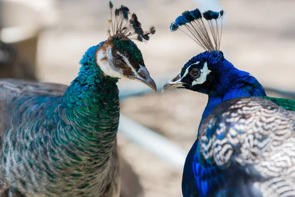 Primer Plano Retrato Dos Pavo Real Azul Amor — Foto de Stock