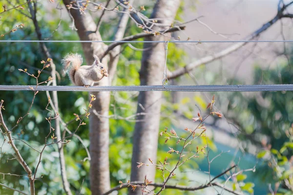 金属丝上的东部灰松鼠 — 图库照片