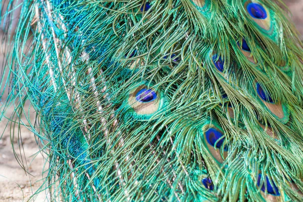 Colorful Peacock Feathers Shallow Dof Close — Stock Photo, Image