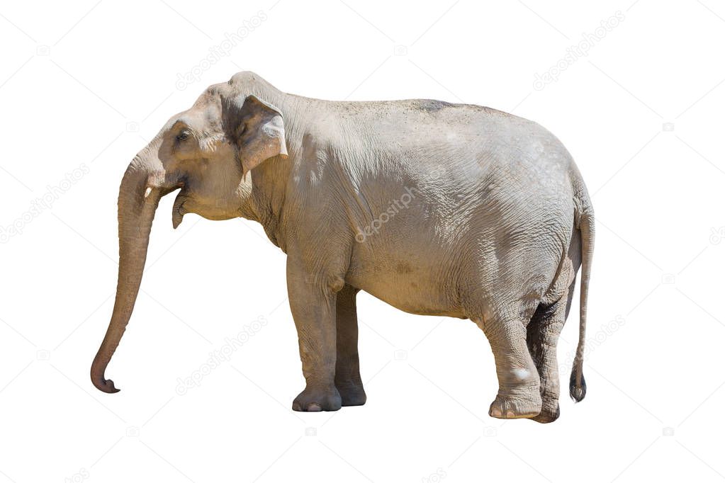 elephant standing isolated on white background. Object with clipping path.