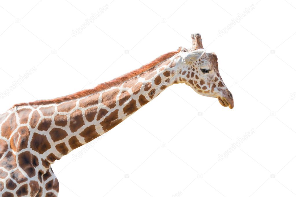 Giraffe portrait isolated on white background. Object with clipping path.