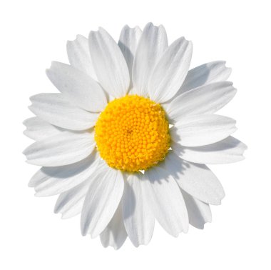 Beyaz papatya yakın çekim beyaz arka plan üzerinde izole. kırpma yolu ile nesne.