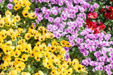 Duvar arka planda güzel pansy renkli çiçekler desen