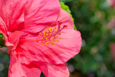 Çiçek bahçesinde Hibiscus kırmızı çiçek. yakın çekim.