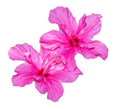Hibiscus pembe çiçek beyaz arka plan üzerinde izole. Kırpma yolu olan nesne.