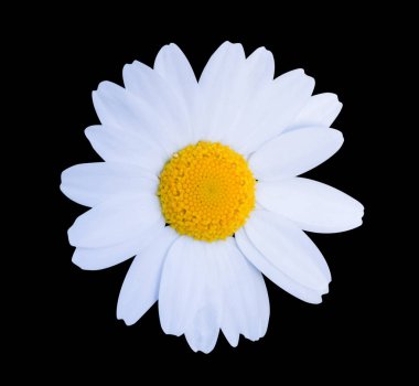 Siyah arkaplanda beyaz papatya resmi var. kırpma yolu olan nesne.