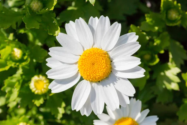 Vacker Vit Daisy Färsk Blomma Blomsterträdgård — Stockfoto