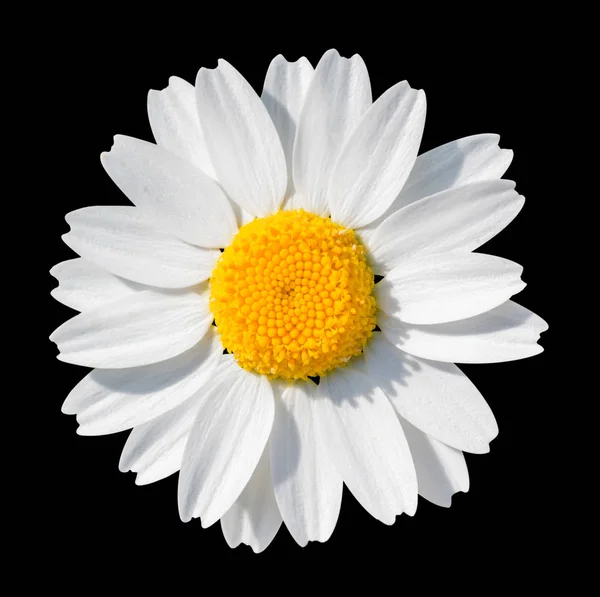 White Daisy Close Isolated Black Background Object Clipping Path — Stock Photo, Image