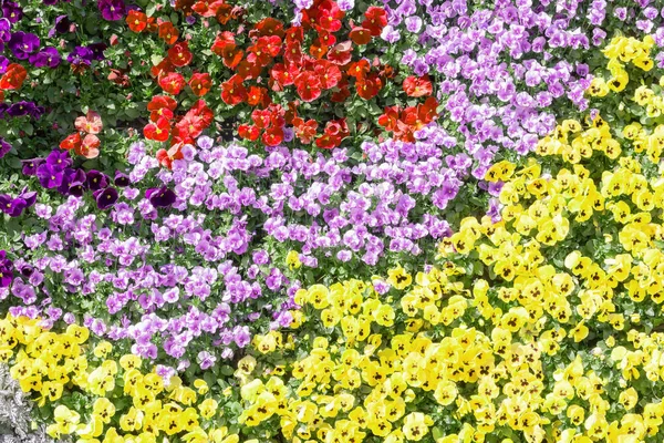 Schöne Stiefmütterchen Bunte Blumen Muster Auf Der Wand Hintergrund — Stockfoto