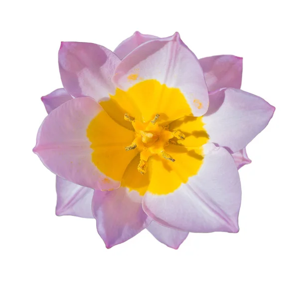 Gros Plan Macro Tulipes Anthères Avec Grains Pollen Belle Fleur — Photo
