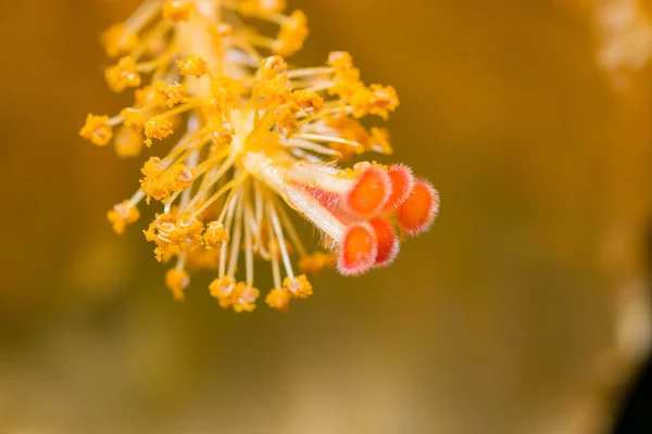 Macro Uma Flor Hibiscus Vermelha Amarela Mostrando Detalhes Enorme Estilo — Fotografia de Stock