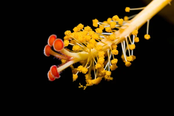 赤と黄色のハイビスカスの花のマクロは 5つの毛深い赤い汚名と花粉の塊が焦点の大きな深さでアンサーを覆った巨大な突出スタイルの詳細を示しています — ストック写真