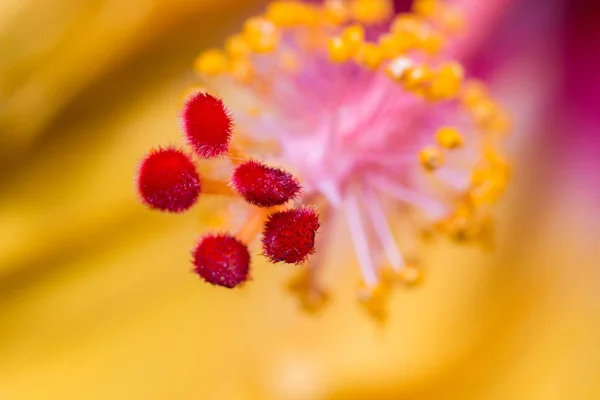 Macro Uma Flor Hibiscus Vermelha Amarela Mostrando Detalhes Enorme Estilo — Fotografia de Stock