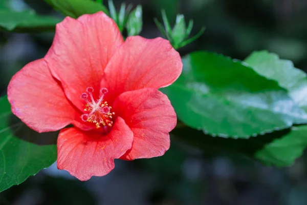 Hibisco Flor Vermelha Jardim Flores Perto — Fotografia de Stock