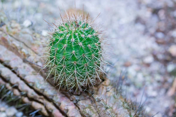 Cactus Close Globo Forma Cacto Com Espinhos Longos Cacto Deserto — Fotografia de Stock