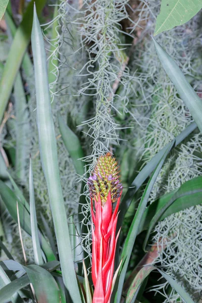 브로멜리아드 우르른 Aechmea Weilbachii 브라질 식물의 — 스톡 사진