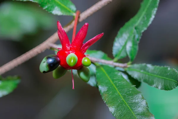 Ochna Serrulata 비행기 카니발 Ochna 마우스 — 스톡 사진