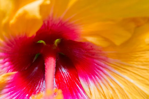 Hibisco Flor Amarela Jardim Flores Perto — Fotografia de Stock