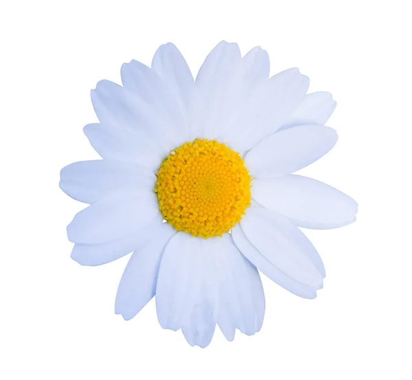 White Daisy Close Isolated White Background Object Clipping Path — Stock Photo, Image