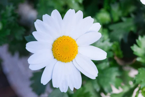 Vacker Vit Daisy Färsk Blomma Blomsterträdgård — Stockfoto