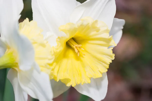 Hermosa Geum Aleppicum Jacq Flor Blanca Jardín Flores — Foto de Stock