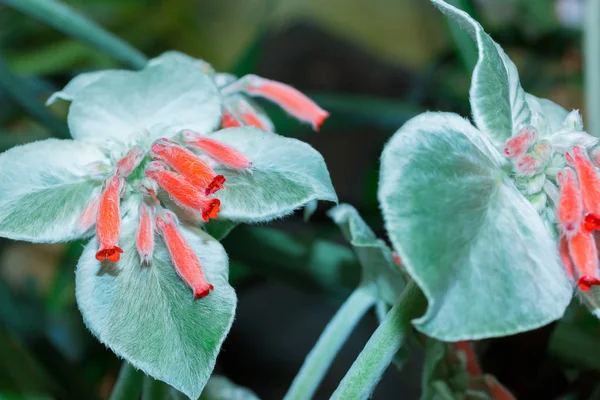 Rechsteineria (Sinningia leucotricha, Rechsteineria leucotricha), flower — Stock Image Rechsteineria Sinningia Leucotricha Rechsteineria Leucotricha Flower Royalty Free Stock Photos