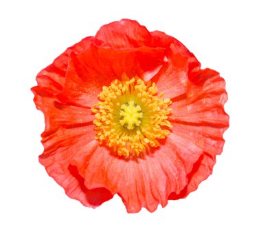 İzlanda haşhaş çiçeği (papaver nudicaule) beyaz arka plan üzerinde izole. Kırpma yolu olan nesne.
