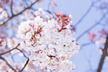 Tam çiçek güzel pembe kiraz çiçeği. japon sakura.