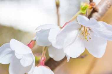 Tam çiçek güzel pembe kiraz çiçeği. japon sakura.