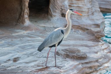 Beyaz Heron ayakta kenar canal adlı kuş..