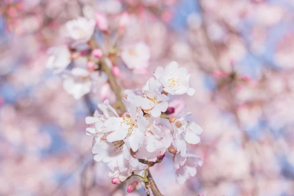 満開の美しいピンクの桜 日本の桜 — ストック写真