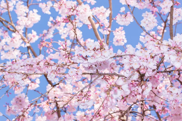 Piękny Różowy Kwiat Wiśni Pełnym Rozkwicie Japoński Sakura — Zdjęcie stockowe