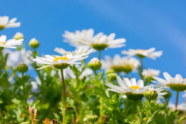 Vacker Vit Daisy Blomma Med Himmelsblå Bakgrund — Stockfoto