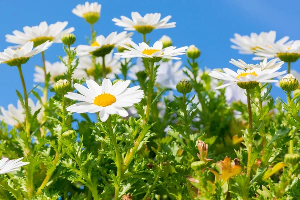 Vacker Vit Daisy Blomma Med Himmelsblå Bakgrund — Stockfoto
