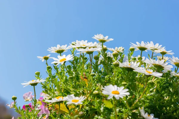 Vacker Vit Daisy Blomma Med Himmelsblå Bakgrund — Stockfoto
