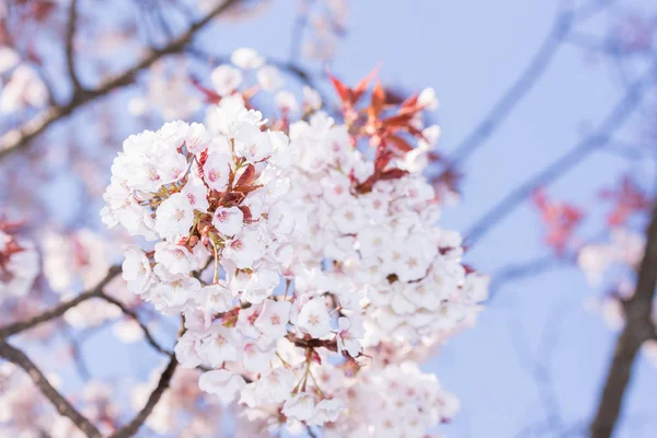 Bellissimo Fiore Ciliegio Rosa Piena Fioritura Sakura Giapponese — Foto Stock