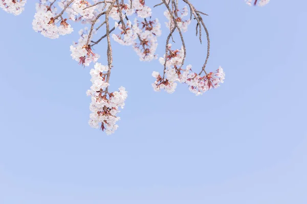 Schöne Rosa Kirschblüte Voller Blüte Japanische Sakura — Stockfoto