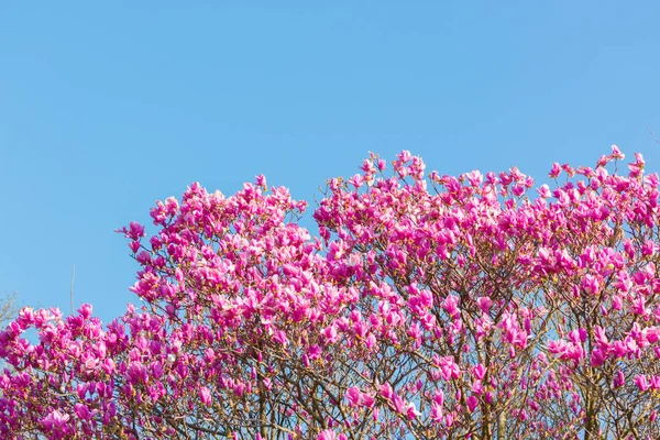 Schöne Rosa Blume Mit Blauem Himmel Hintergrund Wissenschaftlicher Name Rosa — Stockfoto