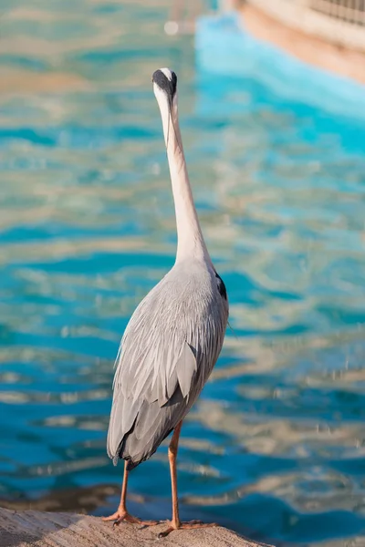 Garza Blanca Pájaro Pie Canal Borde — Foto de Stock