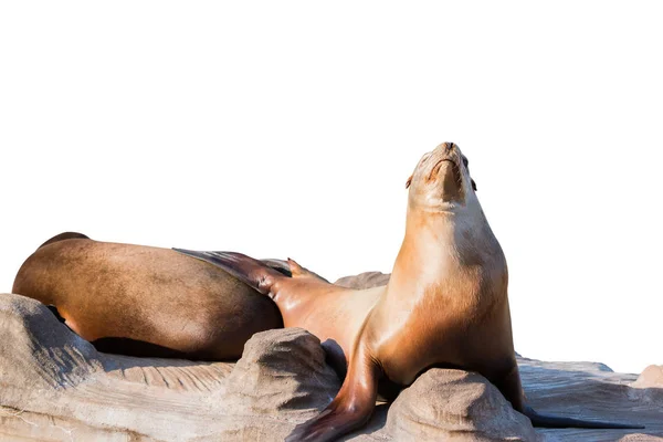 Sea lion sleeping on large stone isolated on white background. Object with clipping path