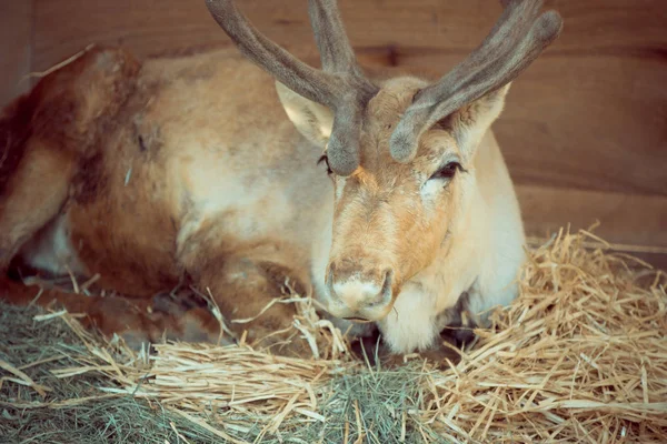 Fermer Les Cerfs Assis Sur Herbe Sèche Semble Triste — Photo