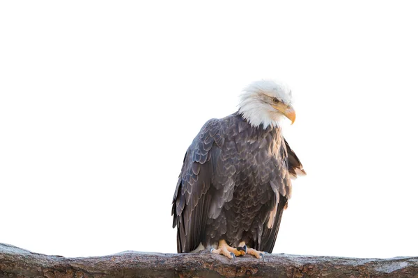 Bald Feral Eagle Perched Dry Branch Isolated White Background Object — Stock Photo, Image