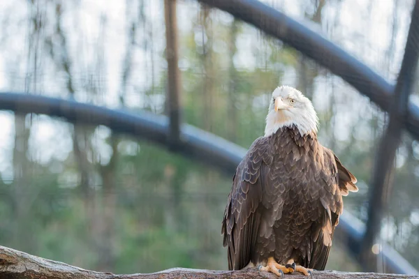 Águila Salvaje Calva Posada Sobre Una Rama Seca Bosque —  Fotos de Stock
