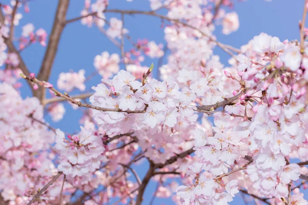 Beautiful Pink Cherry Blossom Full Bloom Japanese Sakura Stock Picture