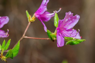 Pembe Satsuki açelya çiçeği (Azalea Rhododendron) doğada çiçeklenme.