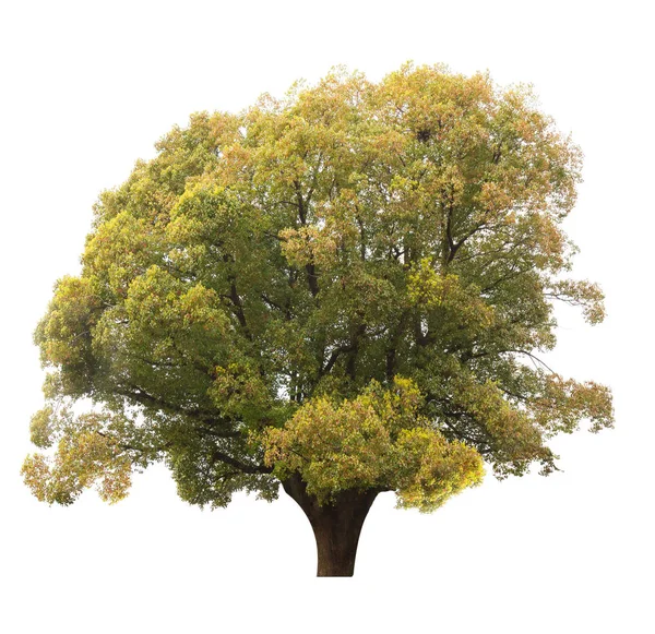 Árbol Aislado Sobre Fondo Blanco Objeto Con Ruta Recorte — Foto de Stock