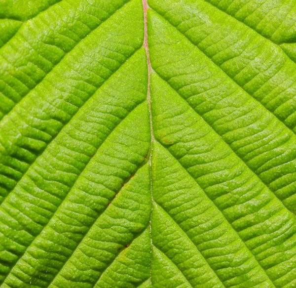 緑の葉マクロテクスチャクローズアップ背景の詳細 — ストック写真
