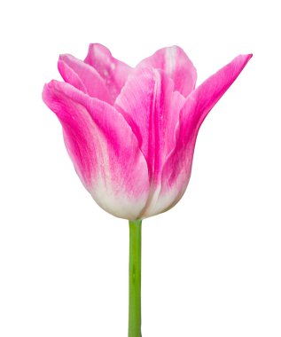 Beyaz arka plan üzerinde izole güzel pembe lale yeşil yaprak. kırpma yolu ile nesne.