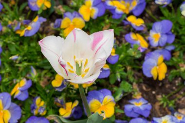 Bahçede küçük pansy çiçek ile Lale beyaz çiçek.