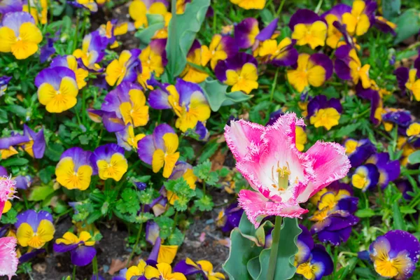 Tulip pink flower with small pansy flower in garden.